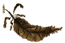 Alaria esculenta