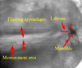 Daphnia - Mandibular region