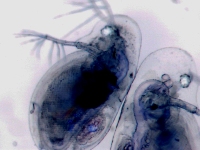 Daphnia pulicaria