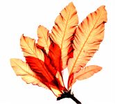 Delesseria sanguinea