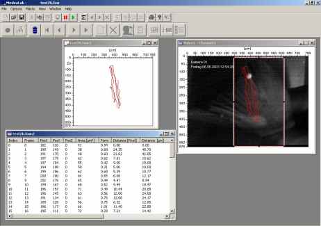 Tracking a fish fin