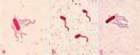 Planctonic bacteria