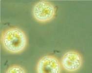 Ochromonas sp.
