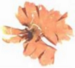 Porphyra umbilicalis