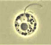 Spumella sp.