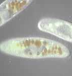 Tetrahymena thermophila
