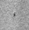 Balckspeck