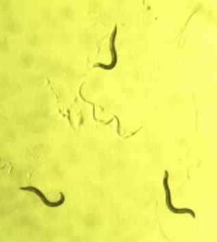 Nematode Caenorhabditis elegans