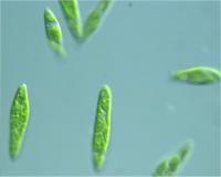 Euglena gracilis