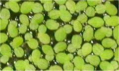 Lemna minor (duckweed)