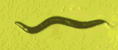 Bewegung Caenorhabditis elegans
