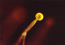 Phycomyces blakesleeanus
