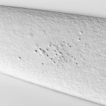Lipid globules in sporangiophores of Phycomyces