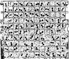 Evaluation of seedlings in trays