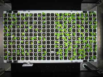 Tray mit S�mlingen im medeaLAB TrayScan System